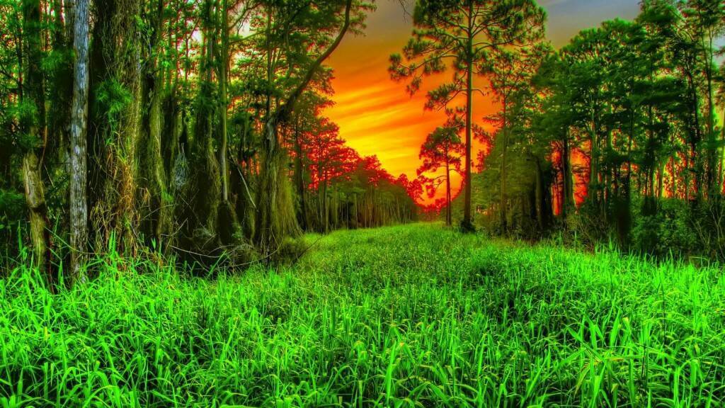 Берегите лес и какая польза для человека от деревьев?!