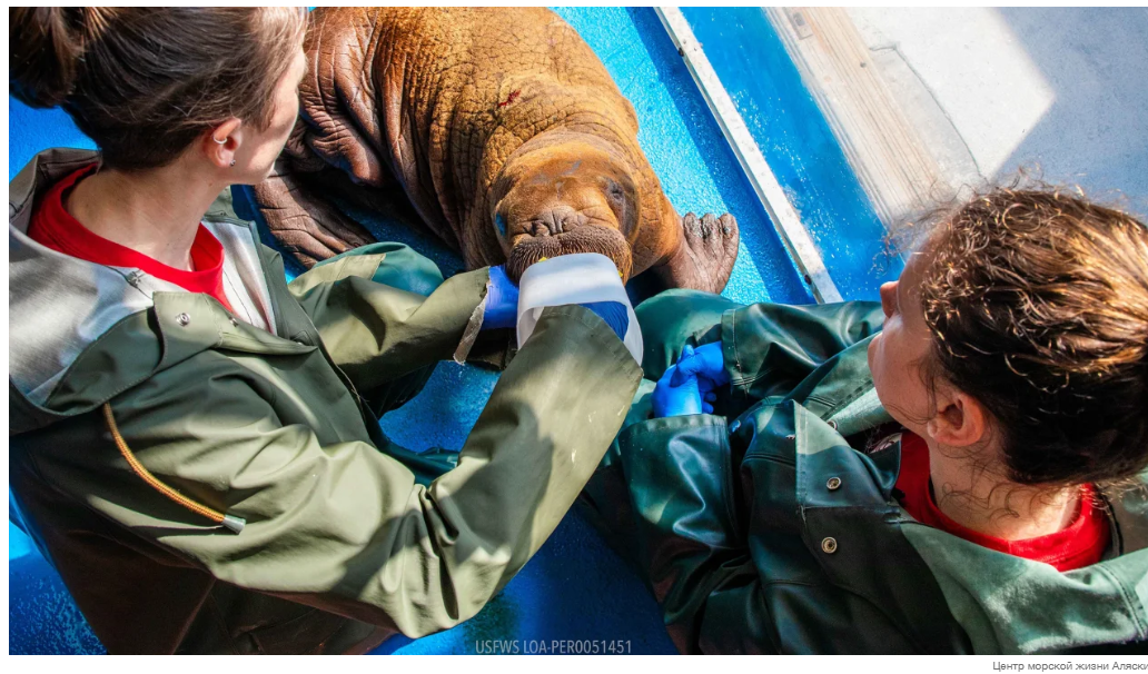 Редкий детеныш моржа был спасен на Аляске после того, как был найден одиноко блуждающим, и в настоящее время находится под круглосуточным присмотром