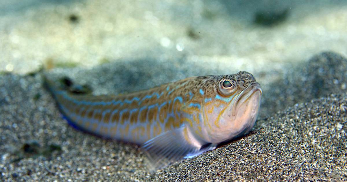 Россиянина укусила одна из самых ядовитых рыб в мире