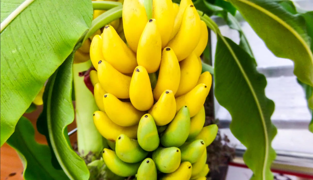 Десерт знакомый всему миру. Простенько и со вкусом