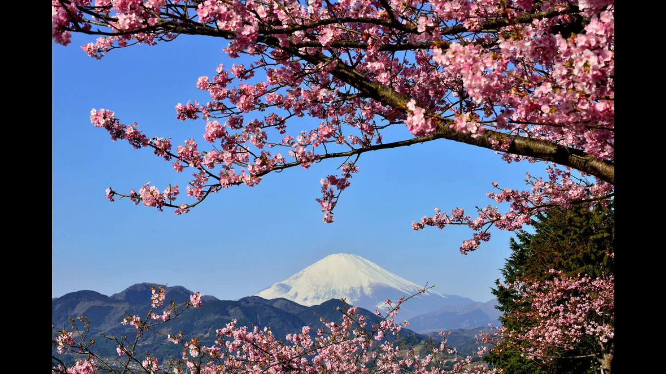 Японки зажигают...