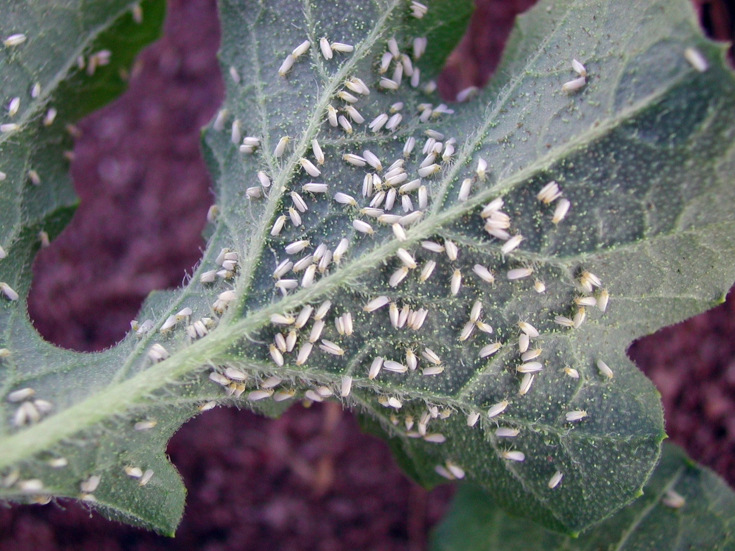 Дачные Враги! Тля - что это такое? Как от них избавиться?