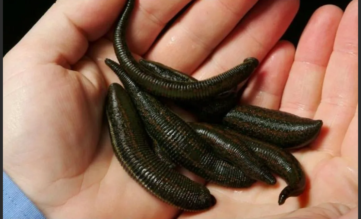 А вы знали, что у ехидны четырехголовый пенис? 6 сумасшедших фактов, которых вы не знали о животных