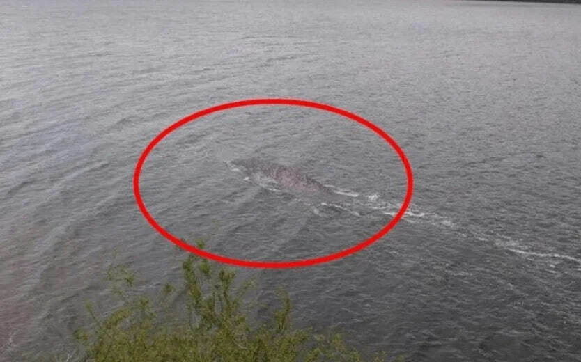 Новые веяния в легенде о Лохнесском чудовище - 50 лет ученые ошибались.