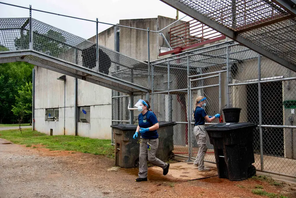 Приближается экстремальная погода. Как научить 300 шимпанзе спасаться во время шторма?