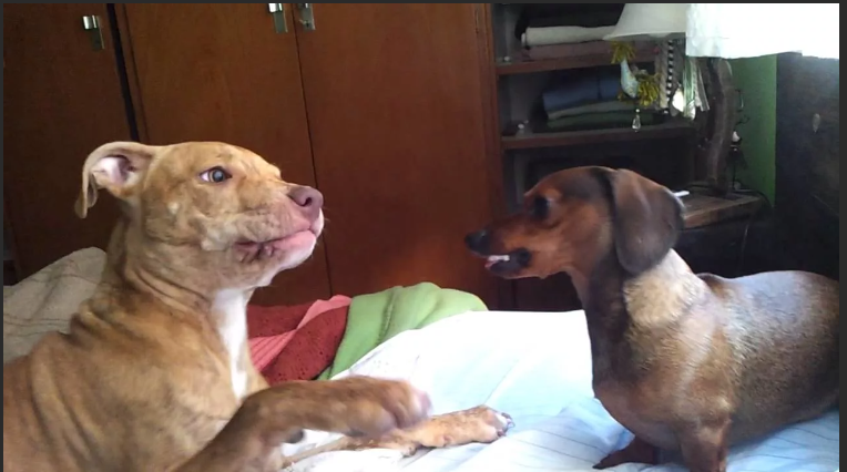 А вы знали, что у ехидны четырехголовый пенис? 6 сумасшедших фактов, которых вы не знали о животных