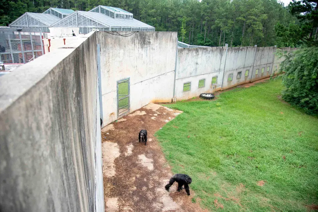 Приближается экстремальная погода. Как научить 300 шимпанзе спасаться во время шторма?