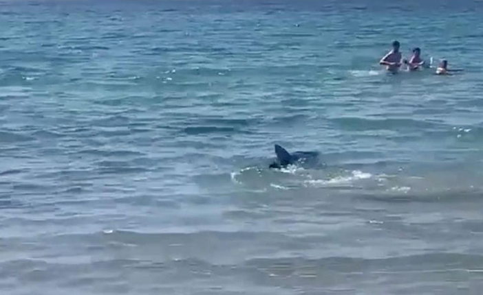 Акула шла прямо на переполненный пляж, туристы в страхе выпрыгивали из воды, спасатели кричали в мегафоны.