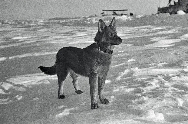 🍒 Маузер Папанина. Рассказ рассмешивший меня до слёз.Укороченный вариант.
