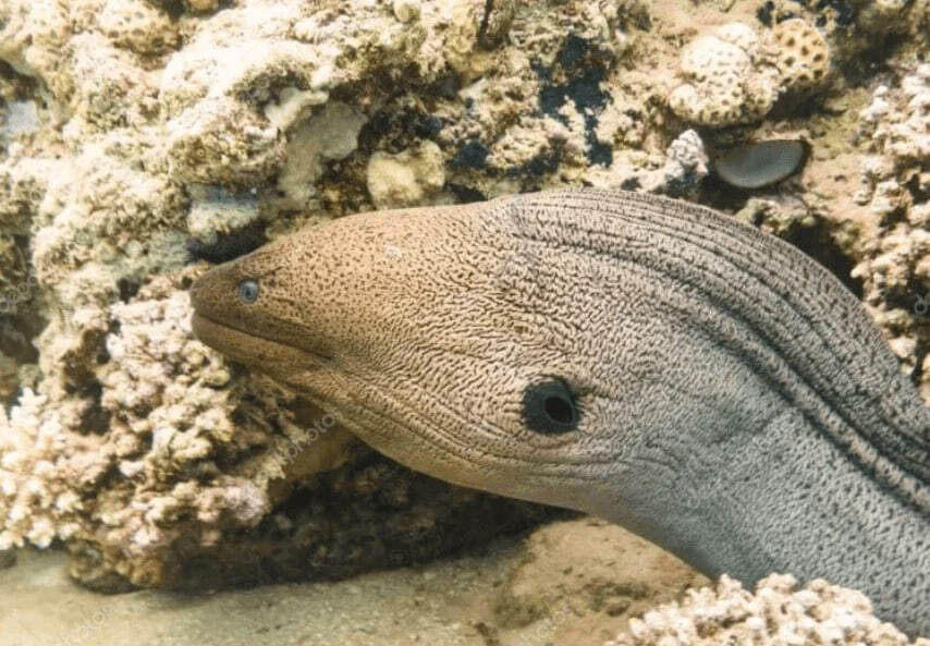 Новые веяния в легенде о Лохнесском чудовище - 50 лет ученые ошибались.