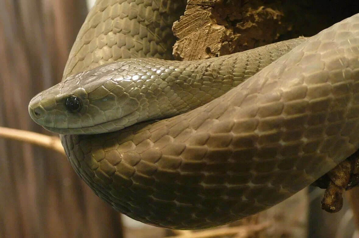 Самая быстрая змея. Чёрная мамба Dendroaspis polylepis. ДЕНДРОАСПИС полилепис. Dendroaspis polylepis змея. Чёрная мамба змея Википедия.