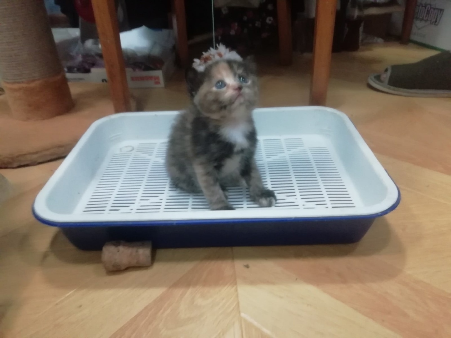 Наша дикая кошка.