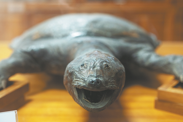 Биологический музей Цзуцзя при Университете Фудань в Шанхае с более чем 100-летней историей стал важным свидетелем развития флоры и фауны Китая.