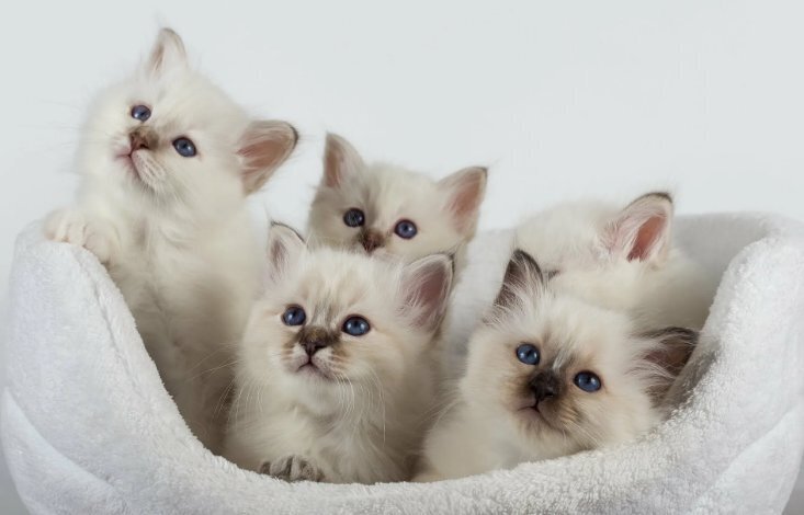 "Легендарные кошки: Почему они завоевали наши сердца и влияют на нас"