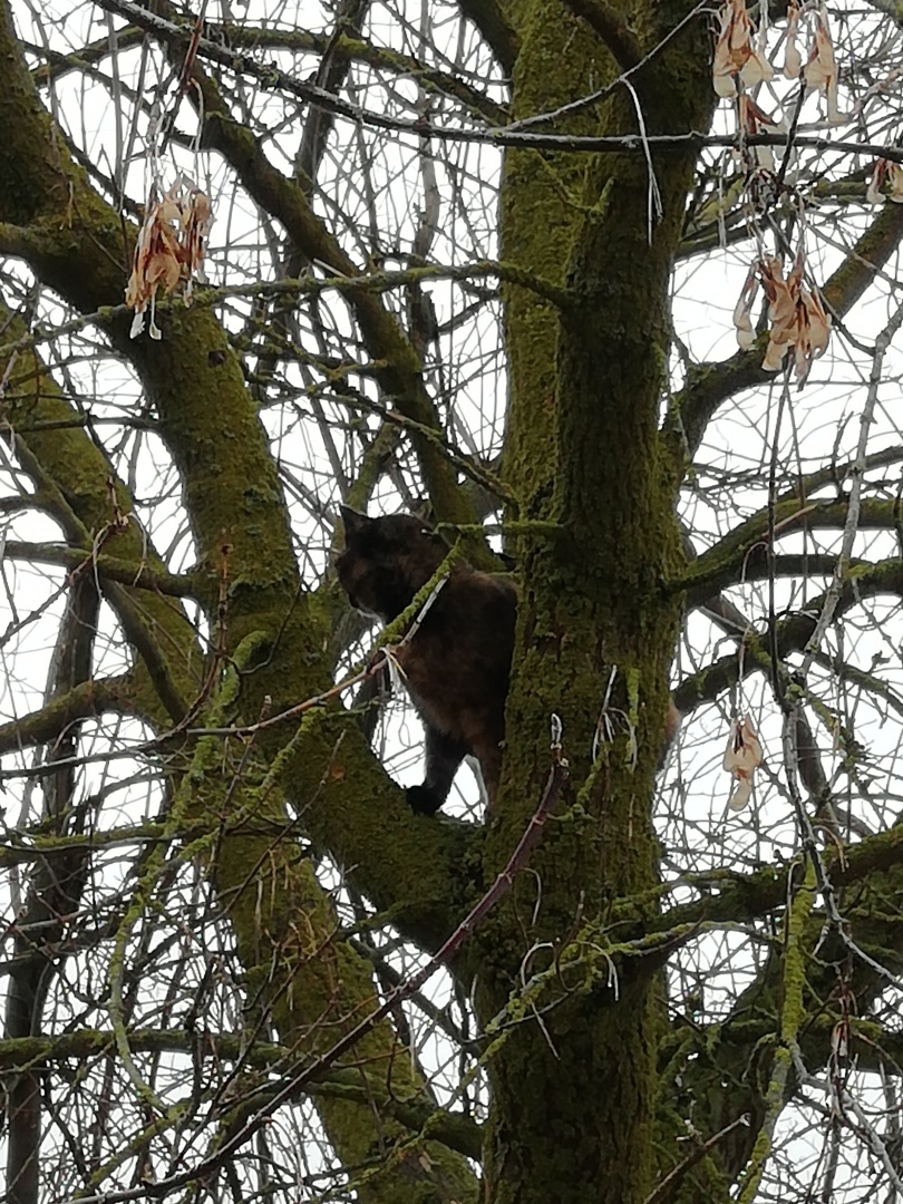 Наша дикая кошка.