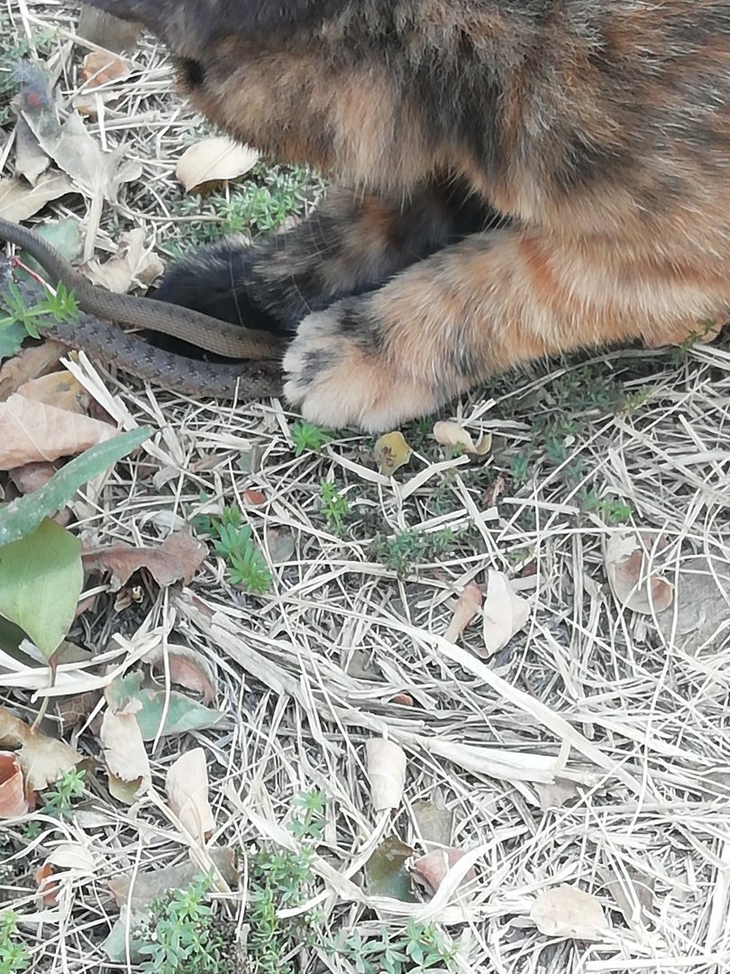 Наша дикая кошка.