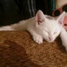 Почему кошки любят играть с движущимися и катящимися предметами?