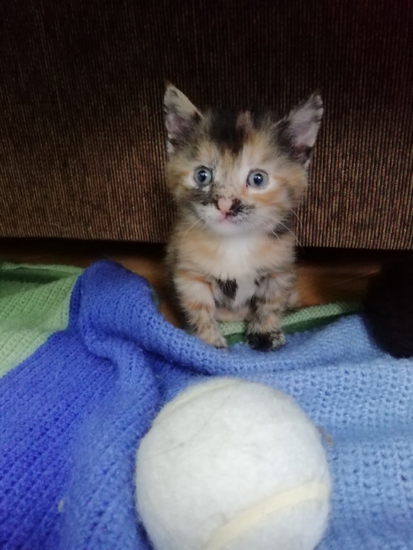 Наша дикая кошка.