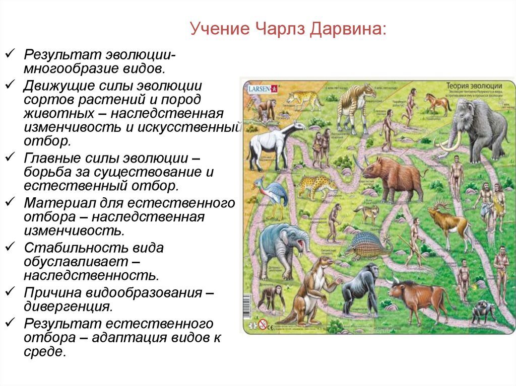 Как объяснить разнообразие видов животных. Многообразие животных результат эволюции. Многообразие видов. Движущие силы эволюции растений. Видовое разнообразие Эволюция.