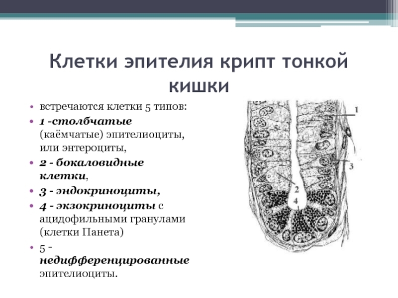 Подавим оппортунистические грибки!?