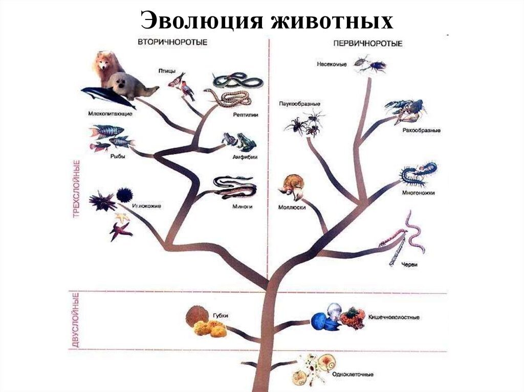 Эволюция животного мира схема 7 класс