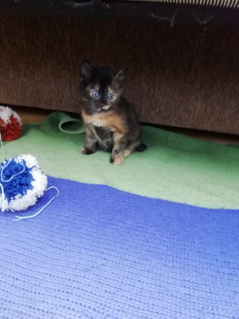 Наша дикая кошка.