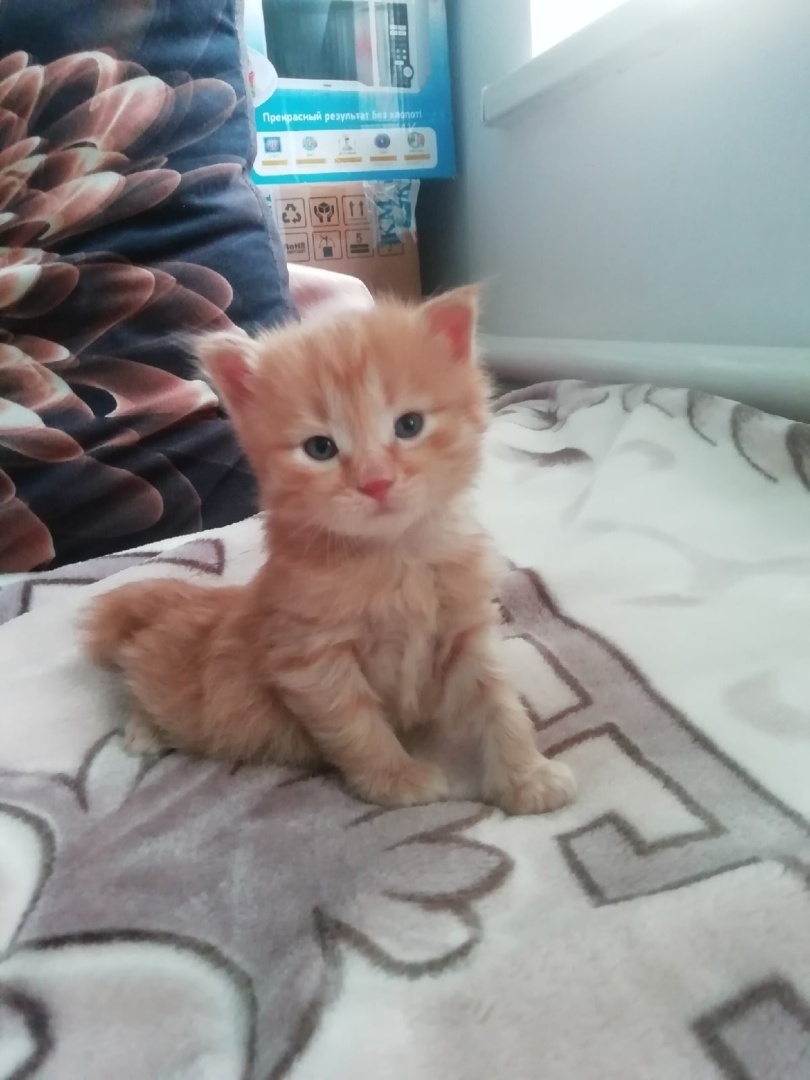 Наша дикая кошка.