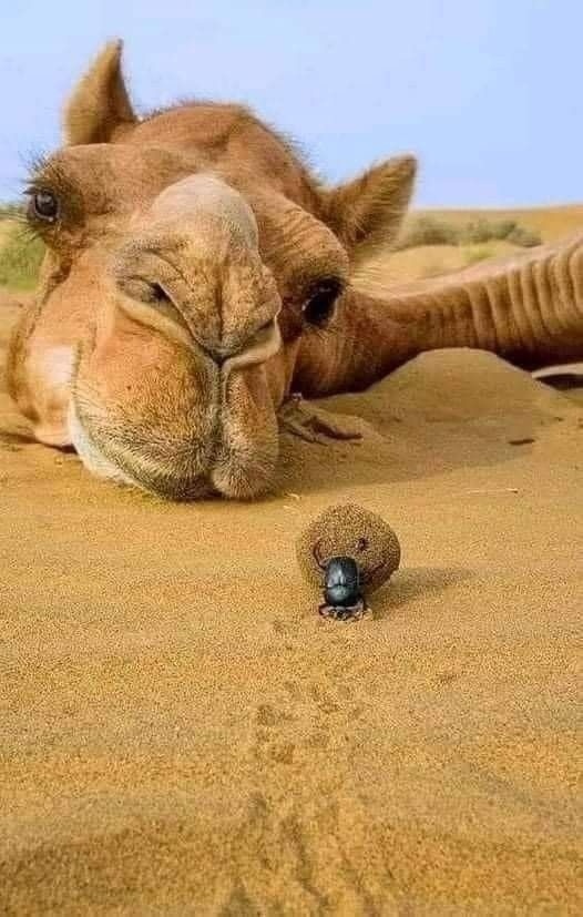 Уставший колобок?