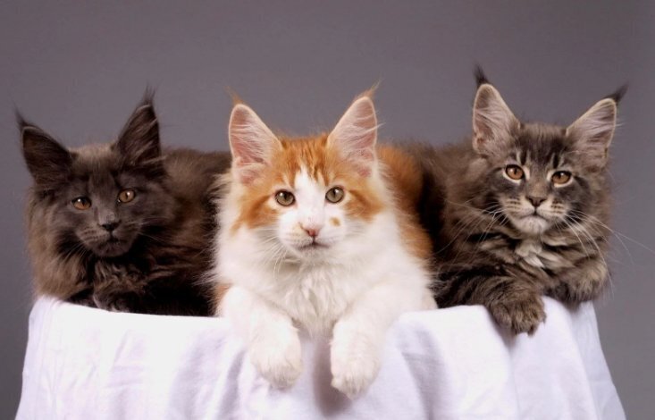 "Легендарные кошки: Почему они завоевали наши сердца и влияют на нас"