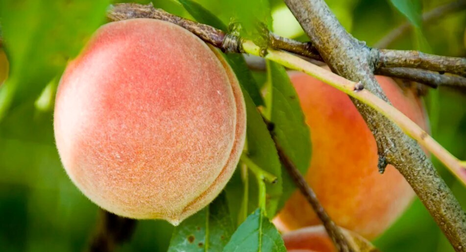 Почему они пушистые?