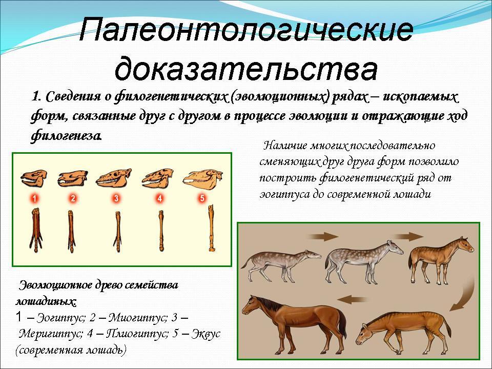 Презентация доказательство эволюции животного мира 7 класс биология