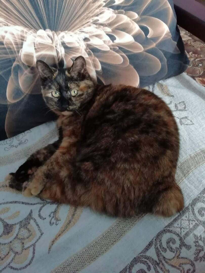 Наша дикая кошка.