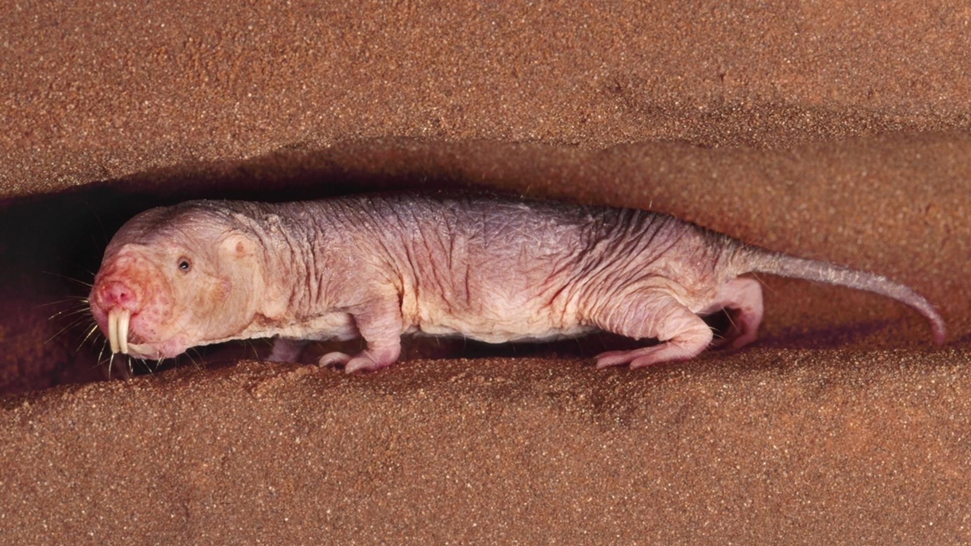 Грызун, которому не страшен даже рак.