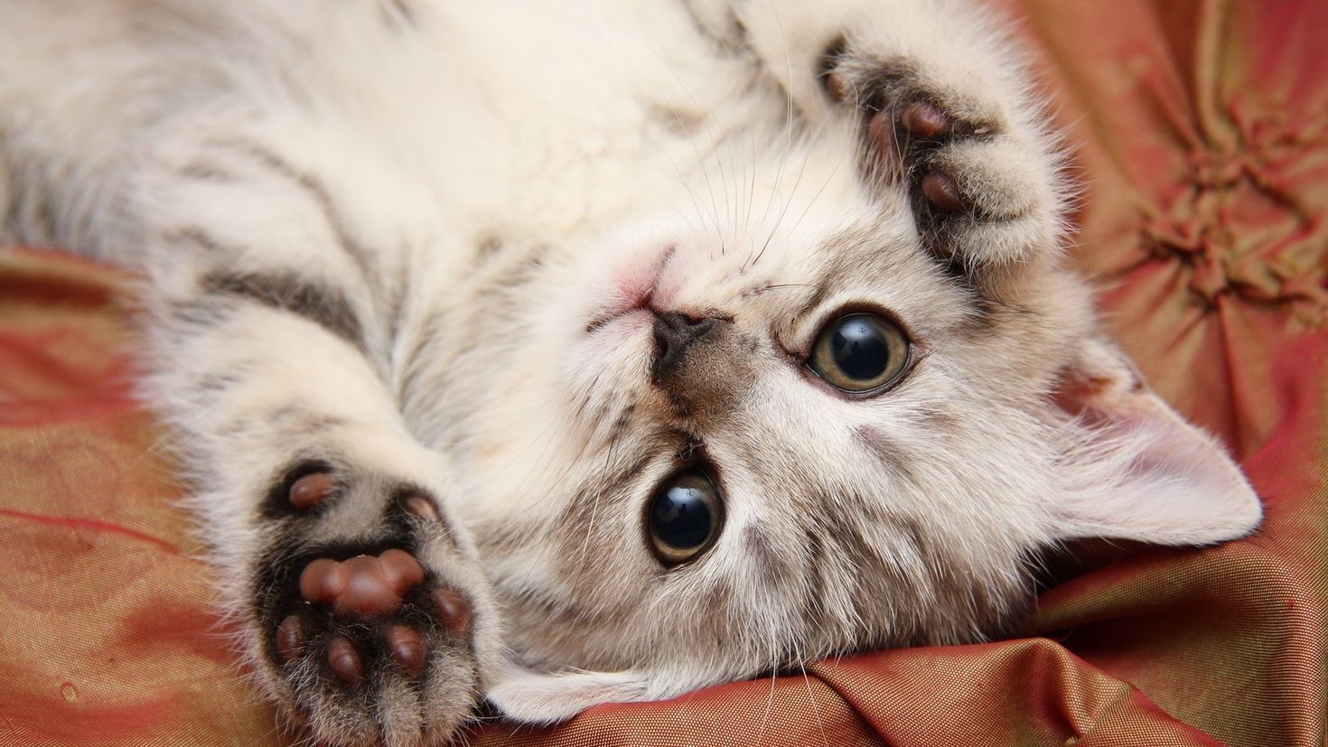 Как выбрать себе кота?