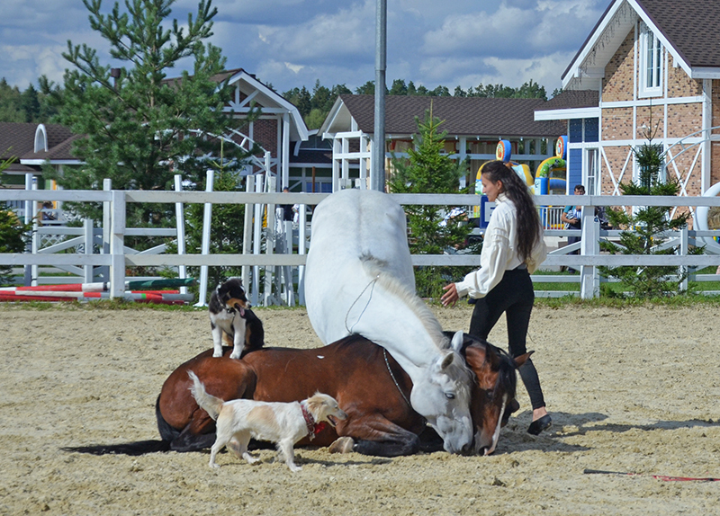 Счастливые кони на Ивановом поле