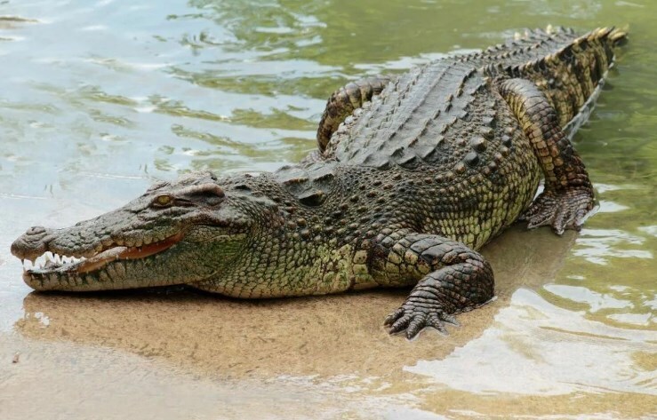 Тише, детка, не говори ни слова — я думаю, крокодил услышал