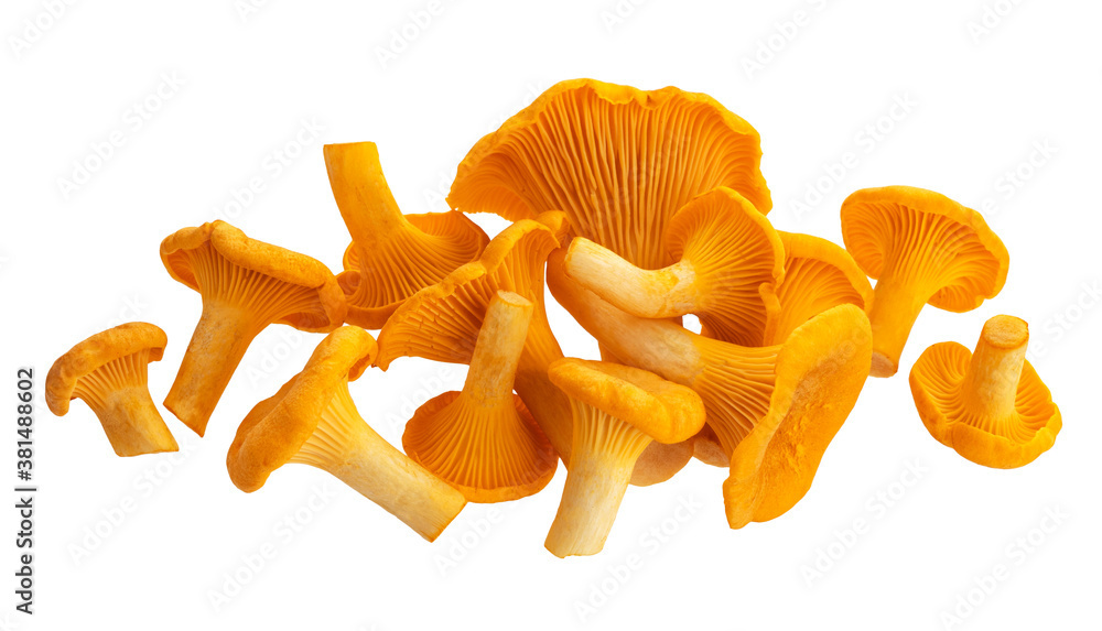 Давайте поговорим о лисичках!