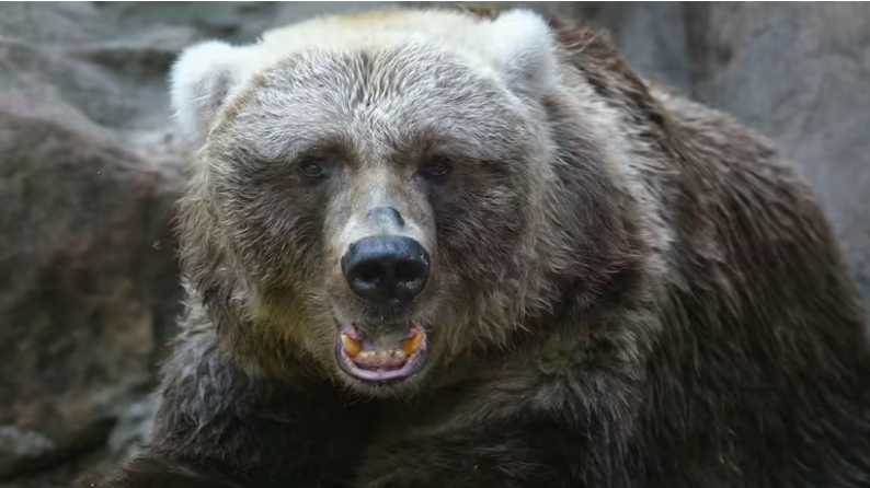 Кадьякский медведь на Аляске - один из крупнейших на планете. Эволюция, факты, подвиды, защита бурых медведей
