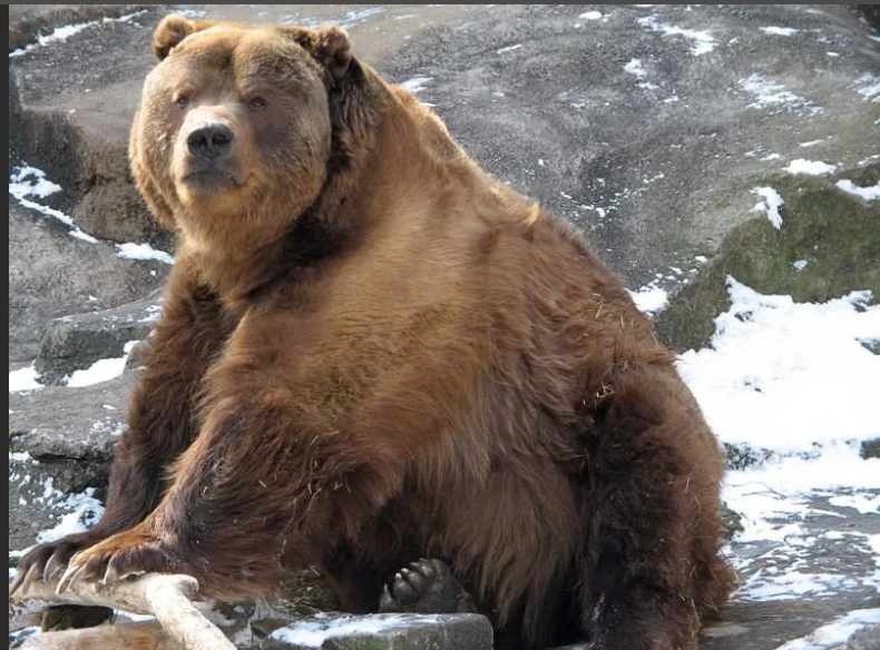 Кадьякский медведь на Аляске - один из крупнейших на планете. Эволюция, факты, подвиды, защита бурых медведей