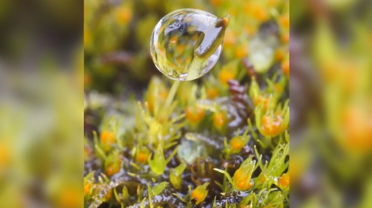 Первые космические туристы Virgin Galactic пережили необычный, похожий на сон опыт.