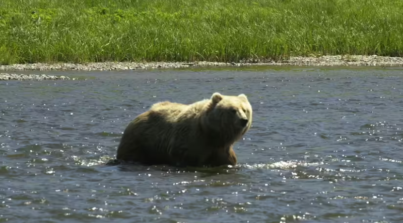Кадьякский медведь на Аляске - один из крупнейших на планете. Эволюция, факты, подвиды, защита бурых медведей