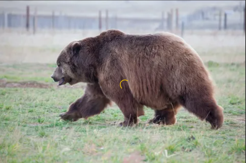 Кадьякский медведь на Аляске - один из крупнейших на планете. Эволюция, факты, подвиды, защита бурых медведей