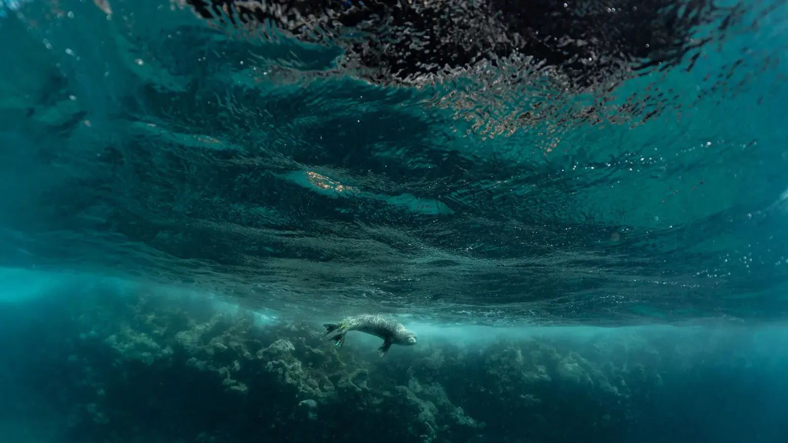 Что будет, если мы перестанем ловить рыбу?