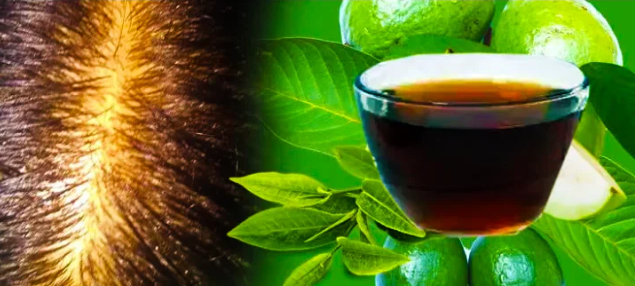 Листья гуавы могут улучшить здоровье ваших волос и остановить их выпадение.