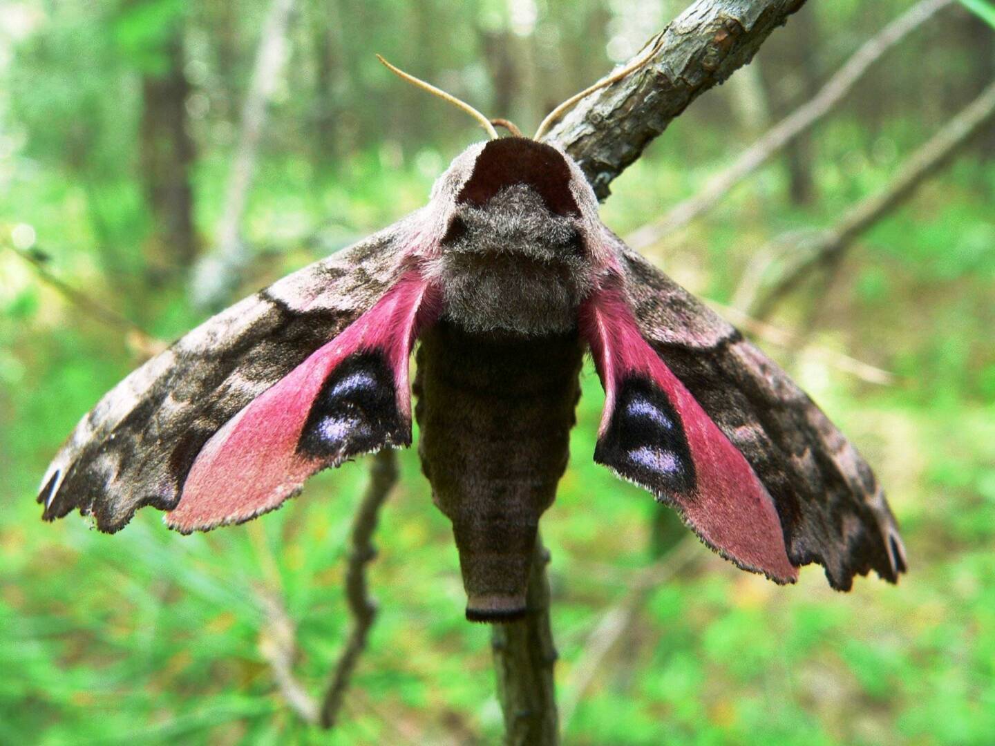 Встретилась на днях в саду с чудом. Думала представитель иных миров, мутант или плод неудачной генной инженерии). А оказалось...
