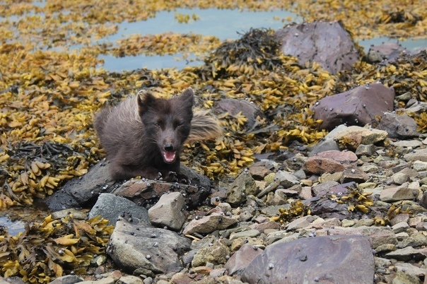 Сахалин, замечал Чехов, своими очертаниями похож на рыбу.