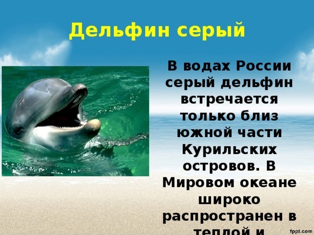 Сахалин, замечал Чехов, своими очертаниями похож на рыбу.
