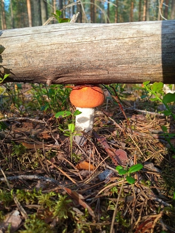 Всем мужикам желаю.