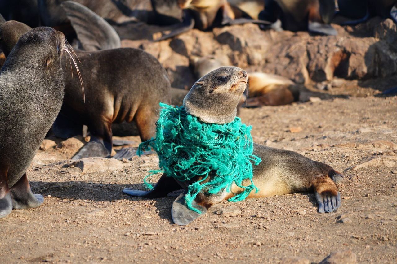 Сахалин, замечал Чехов, своими очертаниями похож на рыбу.