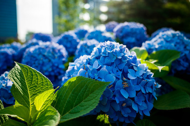 Лекарство у вас в саду: как использовать гортензию для здоровья